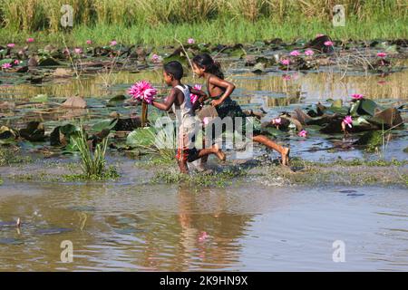 Sylhet, Bangladesch. 28. Oktober 2022. Ländliche Kinder sammeln am nächsten See rote Wasserlilienblumen, um sie an Touristen in Jaintapur Dibir Haor von Sylhet, Bangladesch, zu verkaufen. Dibir Haor ist als Königreich von Shapla für Reisende bekannt. Hier zu Beginn der Wintersaison blühten viele rote Shapla-Blüten in diesem Haor, der am Ufer der Hügel von Meghalaya liegt. Am 28. Oktober 2022 in Sylhet, Bangladesch. (Bild: © MD Rafayat Haque Khan/eyepix via ZUMA Press Wire) Stockfoto