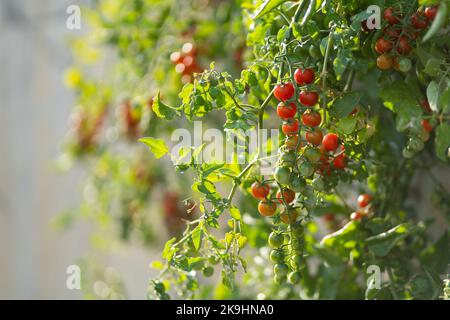 Kirschtomatenfrüchte hängen vom grünen Busch, der im Gewächshaus oder auf der Plantage wächst Stockfoto