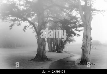 Ein Schwarzweiß-Foto zeigt einen gewundenen Pfad, der von hohen Bäumen gesäumt ist, deren Äste zum Himmel reichen. Stockfoto
