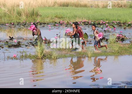 Sylhet, Bangladesch. 28. Oktober 2022. Ländliche Kinder sammeln am nächsten See rote Wasserlilienblumen, um sie an Touristen in Jaintapur Dibir Haor von Sylhet, Bangladesch, zu verkaufen. Dibir Haor ist als Königreich von Shapla für Reisende bekannt. Hier zu Beginn der Wintersaison blühten viele rote Shapla-Blüten in diesem Haor, der am Ufer der Hügel von Meghalaya liegt. Am 28. Oktober 2022 in Sylhet, Bangladesch. (Bild: © MD Rafayat Haque Khan/eyepix via ZUMA Press Wire) Stockfoto