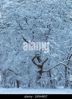 Ein Foto zeigt eine ruhige Winterszene mit einer Baumgruppe, die von frischem Schnee bedeckt ist. Stockfoto