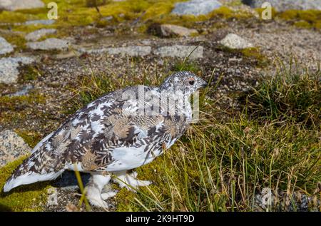 Willow Ptarmigan (Lagopus lagopus), die sich auf einer arktischen Tundra in ihr Wintergefieder einmausern Stockfoto