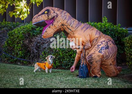 Frau im aufblasbaren T-Rex Kostüm, das Geldbeutel trägt, versucht kleine Hunde aufzufallen, während sie den Dinosaurierkopf anstarrt - Outdoor-Szene Stockfoto