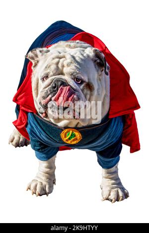 Entzückender Bulldog im Superhelden Halloween Kostüm leckt seine Nase mit der Zunge Stockfoto