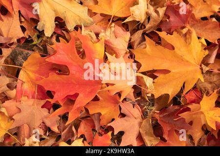 Hintergrund von bunten Herbstahornblättern auf dem Boden in rot-orange und gelb Stockfoto