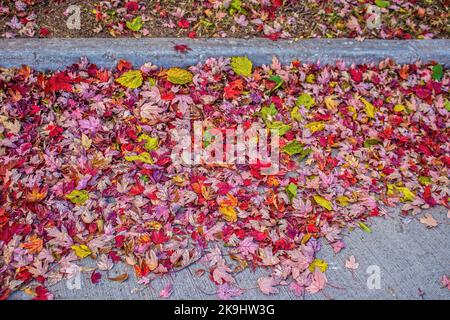 Farbenfrohe Herbstblätter auf dem Bürgersteig und über der Bordsteinkante - Hintergrund - Raum für Kopien Stockfoto