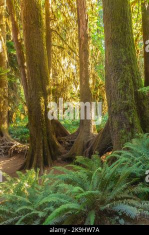 Das Bild fängt eine ruhige Szene in einem dichten Regenwald im Olympic National Park, Washington, ein und zeigt die komplizierte Schönheit der Natur. Stockfoto