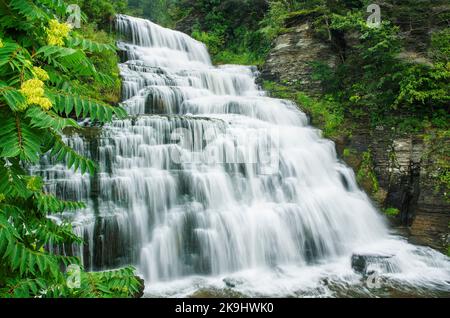 Sumac wächst neben Hector Falls auf Hector Creek, Schuyler County, New York Stockfoto