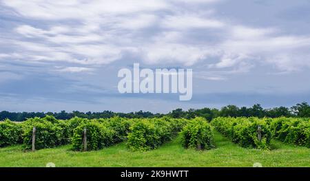 Reihen von Weinreben, in diesem Fall Riesling, wachsen im Upstate New York, in der Finger Lakes Region, Seneca County, New York Stockfoto