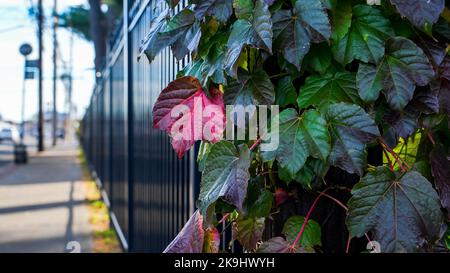 Herbstfarben auf Zaun in der Nähe von Gehweg Stockfoto