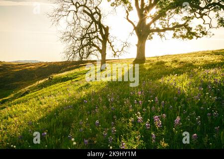 Eine malerische Szene entfaltet sich mit zwei Eichen, die hoch auf einem grasbewachsenen Hügel stehen und in warmes Sonnenlicht getaucht sind. Stockfoto
