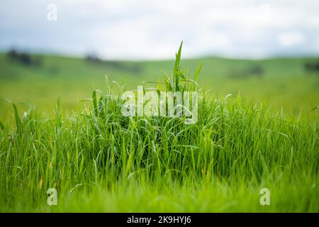 Rindfleisch Kühe und Kälber grasen auf Gras in Australien. Essen Heu und Silage. Rassen gehören gesprenkelt Park, murray grau, angus und brangus. Stockfoto