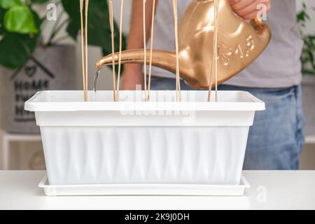 Ein Mann gießt Wasser aus einer Gießkanne aus Kunststoff auf Erbsensprossen, die in einer Balkonkiste gepflanzt sind. Der Anbau von Mikrogrüns, süßen Erbsen zu Hause in einer Wohnung. Stockfoto