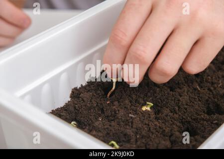 Ein Mann pflanzt Erbsensprossen in Löchern im Boden, Boden. Vorbereitung der Sämlinge in der Balkonbox. Der Anbau von Mikrogrüns, süßen Erbsen zu Hause in einer Wohnung. Stockfoto