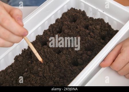 Ein Mann macht Löcher in den Boden, den Boden zum Pflanzen von Erbsensprossen. Vorbereitung der Sämlinge in der Balkonbox. Der Anbau von Mikrogrüns, süßen Erbsen zu Hause in einer Wohnung. Stockfoto