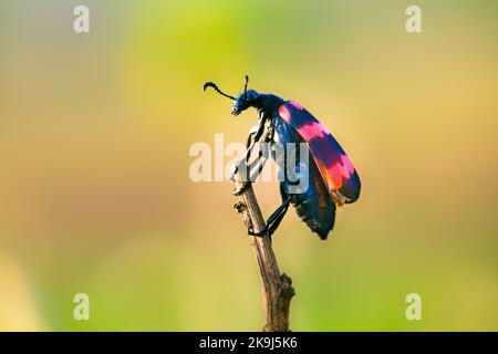 Ein Blasenkäfer, der auf einem kleinen Ast steht. Mylabris quadripunctata Stockfoto