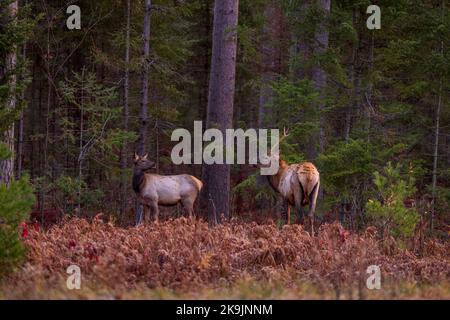 Elch in Clam Lake, Wisconsin. Stockfoto