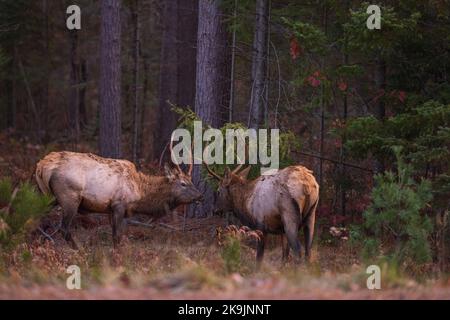 Elch in Clam Lake, Wisconsin. Stockfoto