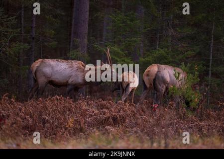 Elch in Clam Lake, Wisconsin. Stockfoto