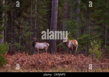 Elch in Clam Lake, Wisconsin. Stockfoto