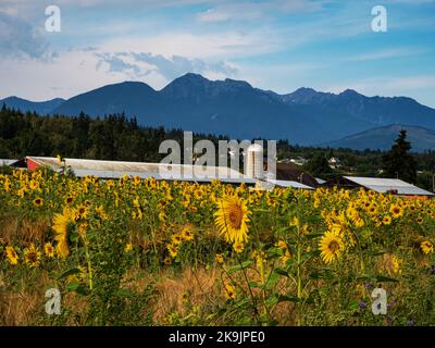 WA22642-00...WASHINGTON - Ein kommerzielles Sonnenblumenfeld vom Olympic Discovery Trail in Sequim aus gesehen. Stockfoto