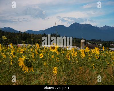 WA22643-00...WASHINGTON - Ein kommerzielles Sonnenblumenfeld in Sequim. Stockfoto