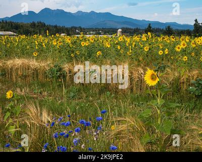 WA22644-00...WASHINGTON - Ein kommerzielles Sonnenblumenfeld in Sequim. Stockfoto