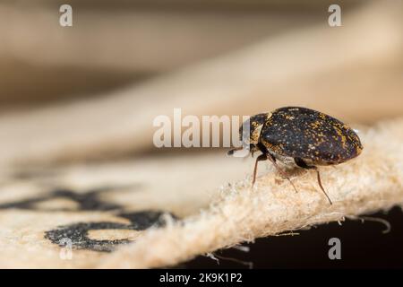 Museumskäfer (Anthrenus museorum) auf einem alten Buch Stockfoto
