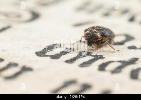 Museumskäfer (Anthrenus museorum) auf einem alten Buch Stockfoto