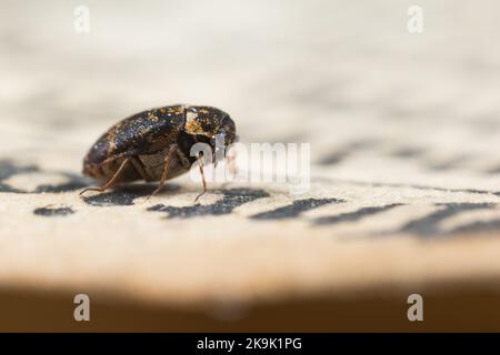 Museumskäfer (Anthrenus museorum) auf einem alten Buch Stockfoto