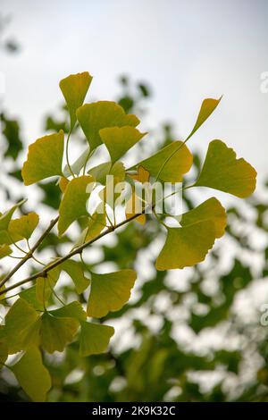 Herbstblätter von Ginkgo biloba, allgemein bekannt als Ginkgo-, Gingko- oder Maidenhair-Baum. Stockfoto