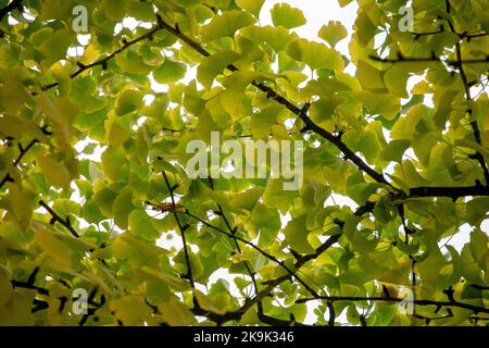 Herbstblätter von Ginkgo biloba, allgemein bekannt als Ginkgo-, Gingko- oder Maidenhair-Baum. Stockfoto