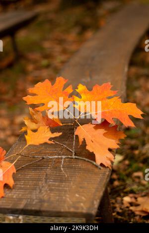 Rote Blätter der nördlichen roten Eiche (Quercus rubra) im Herbst. Rote Eiche Herbstlaub aus nächster Nähe. Stockfoto