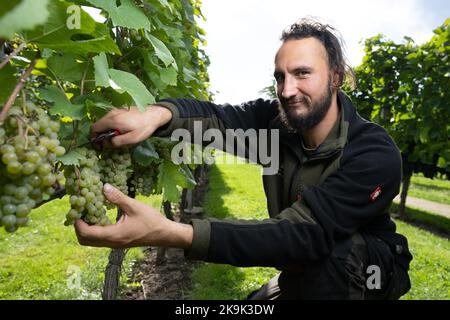 Dresden, Deutschland. 30. September 2022. Matthew White, Auszubildender aus Neuseeland, kniet an einer Weinrebe im Sächsischen Staatsweingut Schloss Wackerbarth. (An dpa 'SA Elbtal statt Marlborough - Sachsen Adresse für Weinbaulehre') Quelle: Sebastian Kahnert/dpa/Alamy Live News Stockfoto