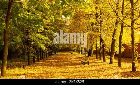 Blick auf die herbstliche Allee im Park mit goldenen Blättern, von der Oktobersonne beleuchtete Bäume mit bunten Blättern. Stockfoto