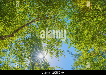 Blick unter dem alten Baum im Birkenwald und Sonnenschein. Stockfoto