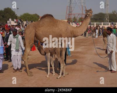 Bikaner Rajasthan, Indien : 14. Januar 2018 – Kamel und Baby Kamel Kalb trinken Milch auf dem Boden. Stockfoto