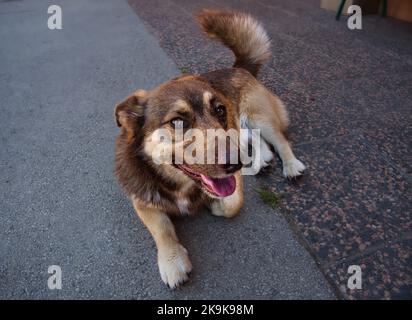 Kleiner Hundewelpe, der auf dem Beton liegt und seine Zunge zeigt Stockfoto