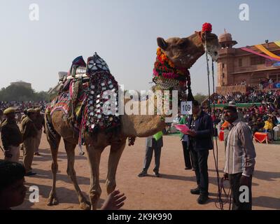 Bikaner Rajasthan, Indien : 14. Januar 2018 – dekoriert Kamel auf Top Indiens Kamel Festival „Bikaner Kamel Festival“. Stockfoto