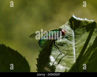 Nahaufnahme einer grünen Fliege auf einem grünen Blatt an sonnigen Tagen Stockfoto