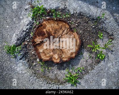 Stumpf in der Mitte des Asphaltlochs mit Gras wächst um ihn herum Stockfoto