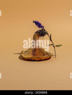 Stillleben von Waldpilzen Täubling und Suillus-Pilzen. Kreative Wanddrucke. Minimalistische Herbstkomposition. Stockfoto