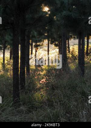 Bezaubernder Blick auf eine Pinienplantage mit dem goldenen Unterholz im frühen Morgenlicht am Kaapsce Hoop Südafrika Stockfoto