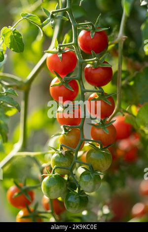 Reife, appetitliche Kirschtomaten, die am grünen Zweig hängen, reifen im Gewächshaus oder auf dem Bauernhof Stockfoto