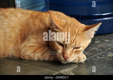 Close-up yellow golden domestic cat sleeping on the floor Stockfoto