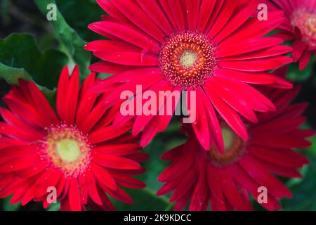 Rote Gerbera-Blüten wachsen in einem Sommergarten, Nahaufnahme mit selektivem Weichfokus Stockfoto