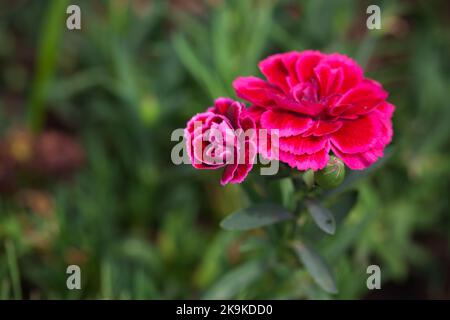 Rote Blüten von Dianthus caryophyllus, Makrofoto mit selektivem Weichfokus Stockfoto