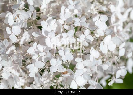 Weiße Blüten, natürlicher Hintergrund, Makrofoto der blühenden Hortensien, mit selektivem Fokus Stockfoto