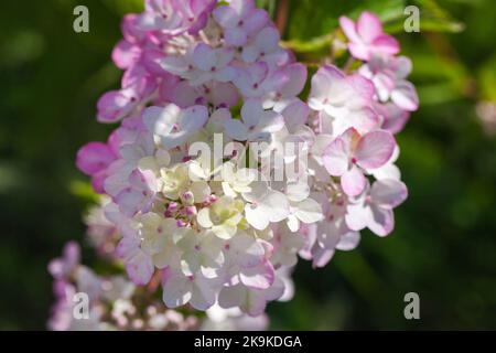 Hortensien in Blüte, rosa weiße Blüten sind über verschwommenem grünen Hintergrund, Makrofoto mit selektivem Weichfokus Stockfoto