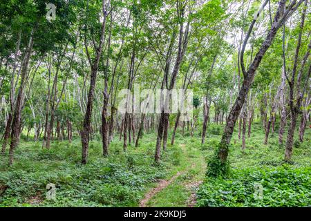 Ein Gummibaum auf einer Plantage in Basilan, Philippinen Stockfoto